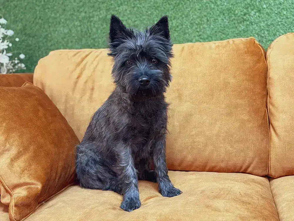 Bürohund der Werbeagentur Bumblehouse auf dem Sofa im Agenturloft